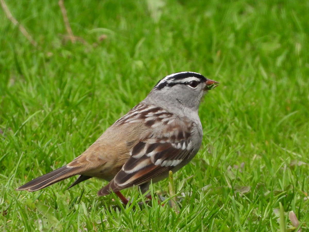 White-crowned Sparrow - ML620387613