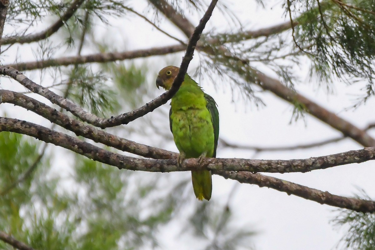 Red-cheeked Parrot - ML620387614