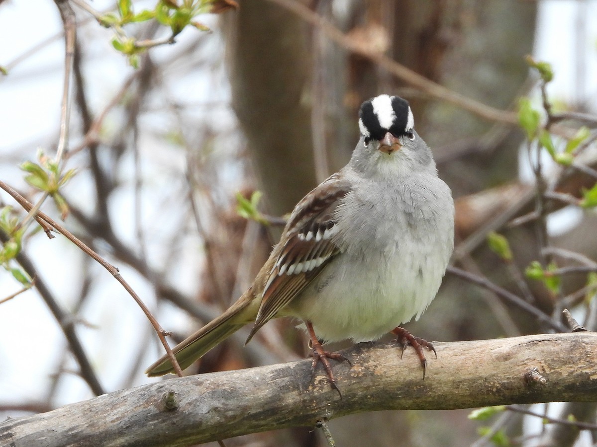 White-crowned Sparrow - ML620387620