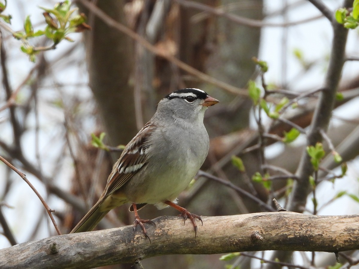 White-crowned Sparrow - ML620387622