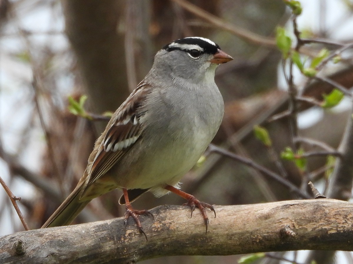 White-crowned Sparrow - Francois Bourret