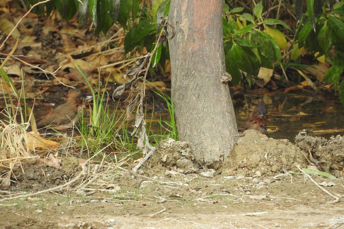 Brown Cacholote - ML620387629