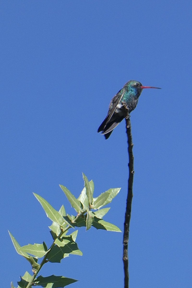 Broad-billed Hummingbird - ML620387632