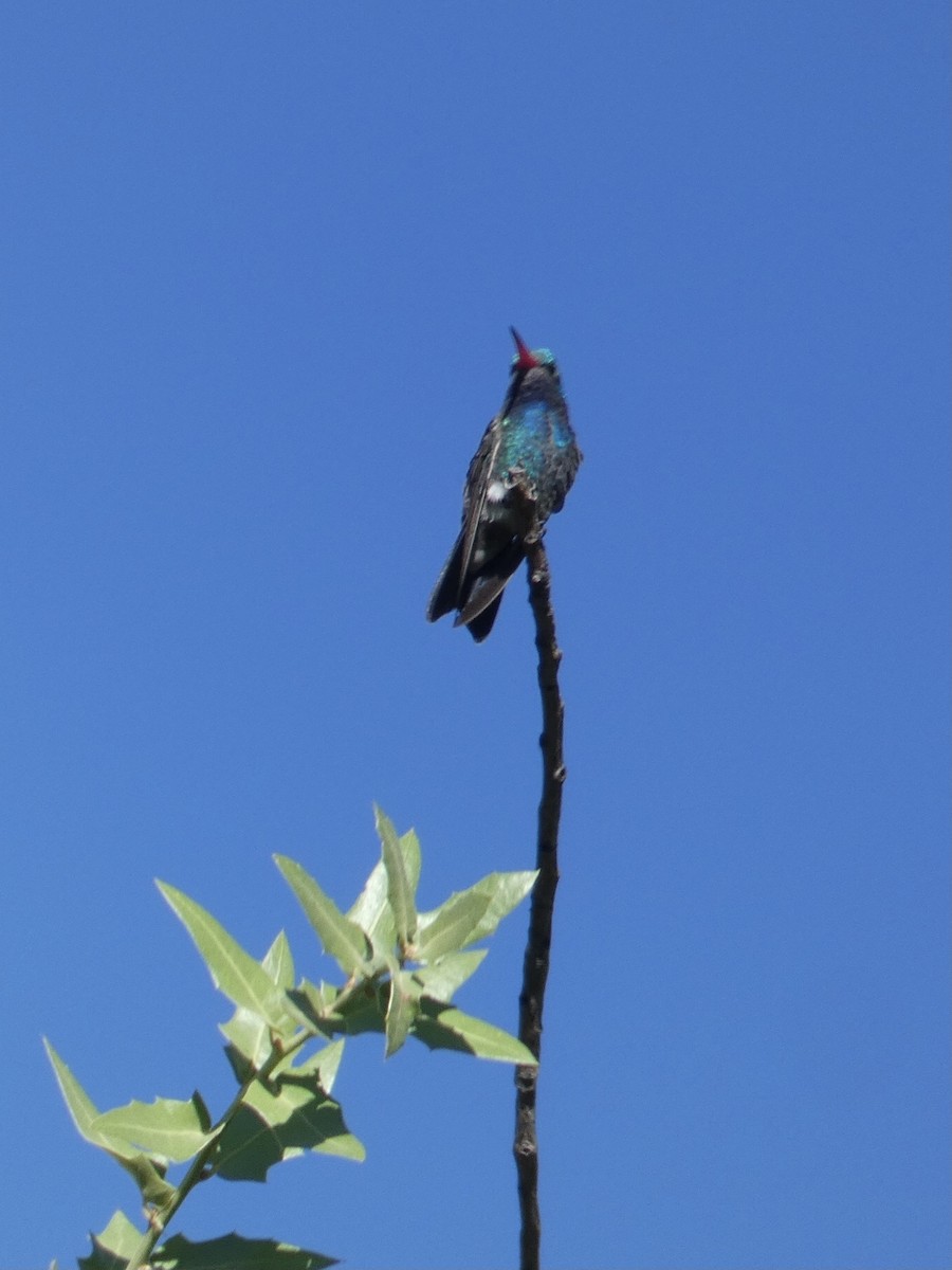 kolibřík širokozobý - ML620387633