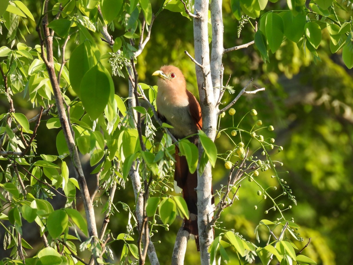 Squirrel Cuckoo - ML620387647