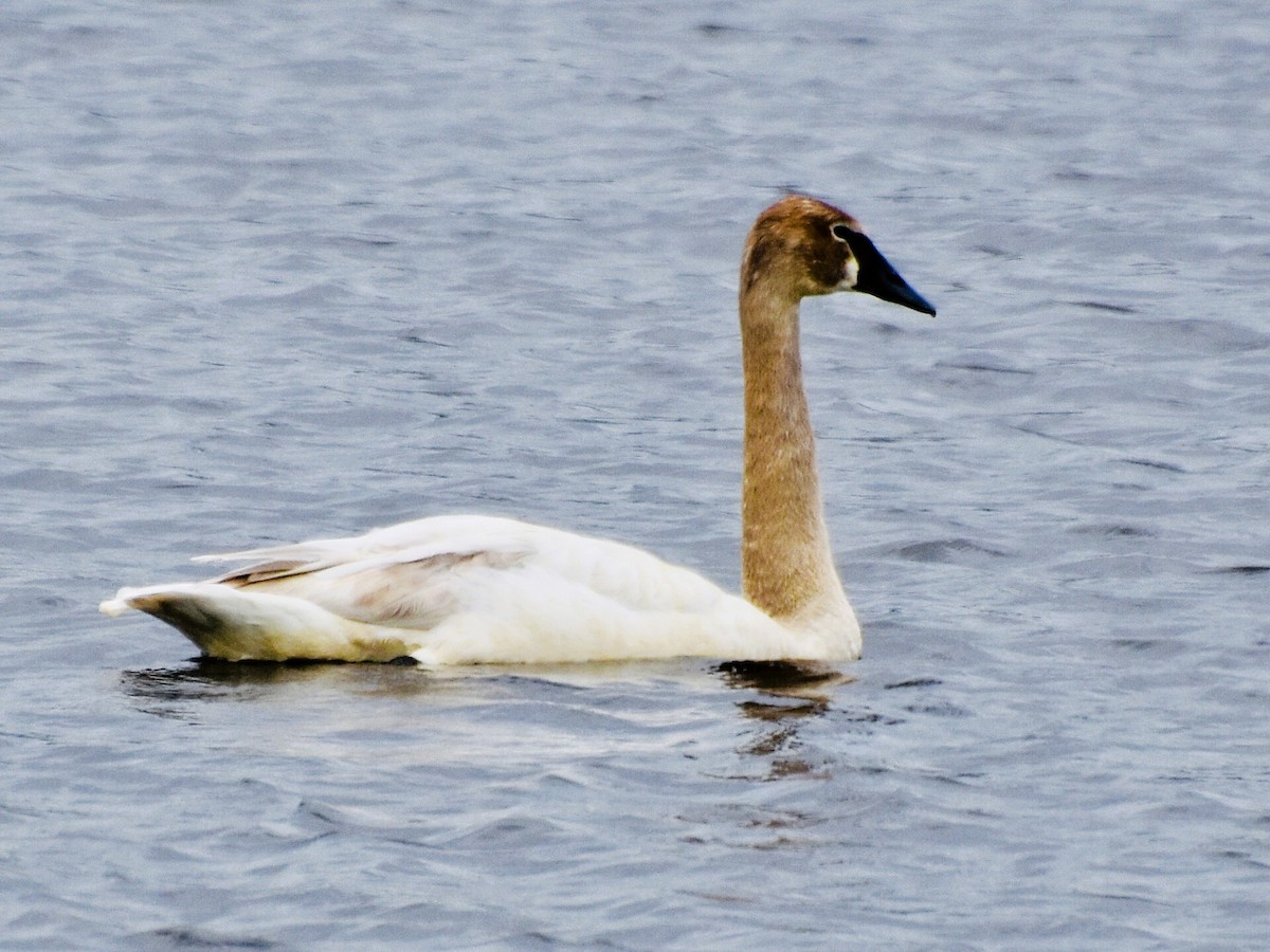 Trumpeter Swan - ML620387655