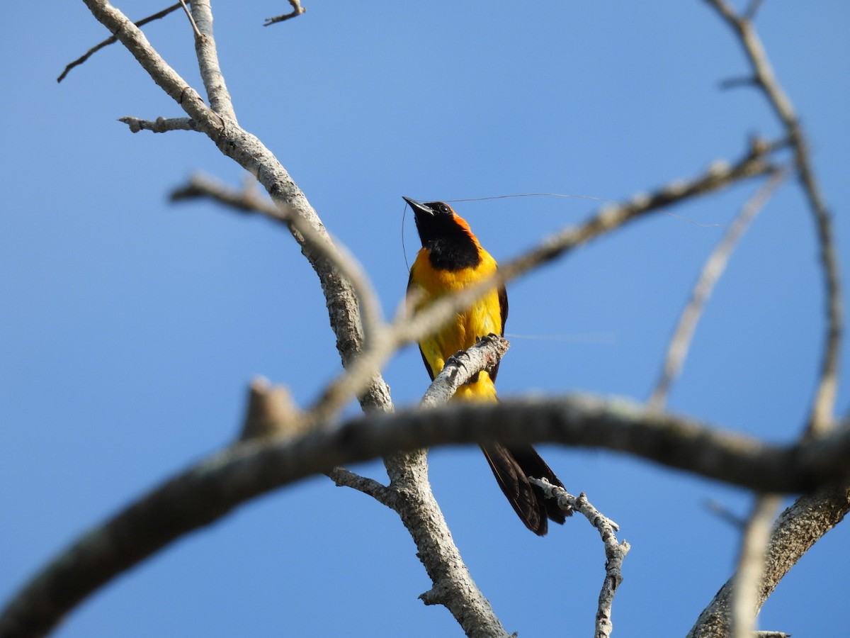 Orange-crowned Oriole - ML620387670