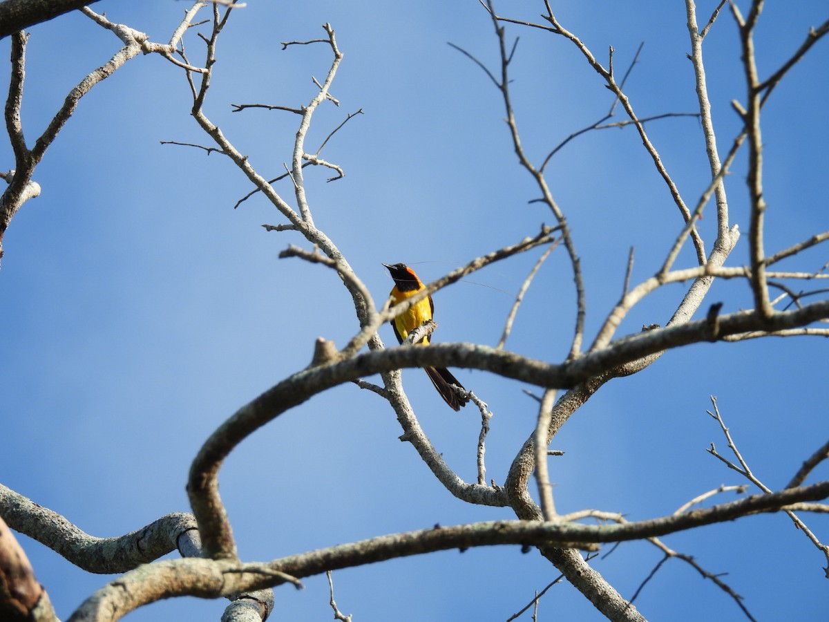 Oriole à tête d'or - ML620387671