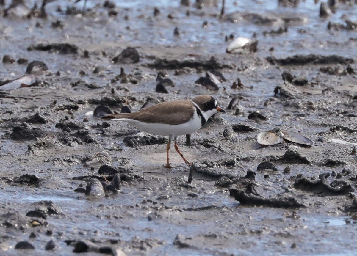 Semipalmated Plover - ML620387680