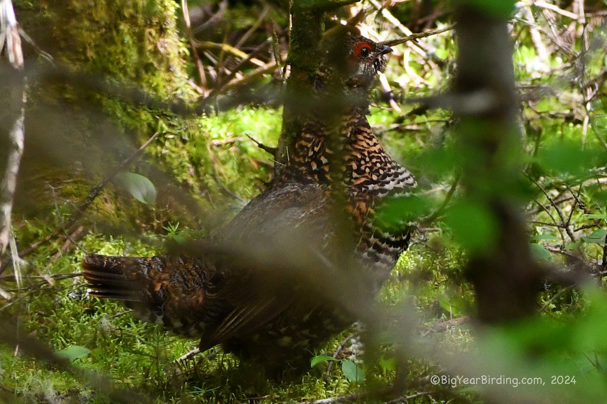 Spruce Grouse - ML620387694