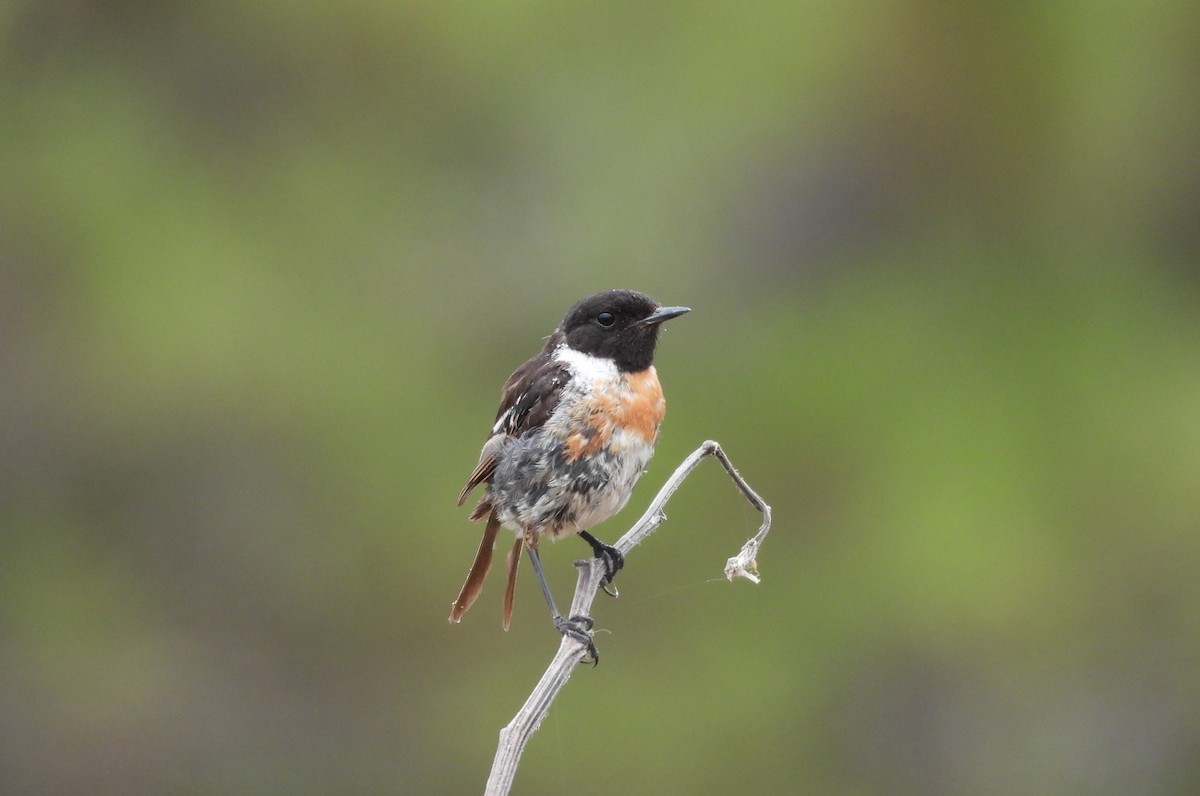 European Stonechat - ML620387695