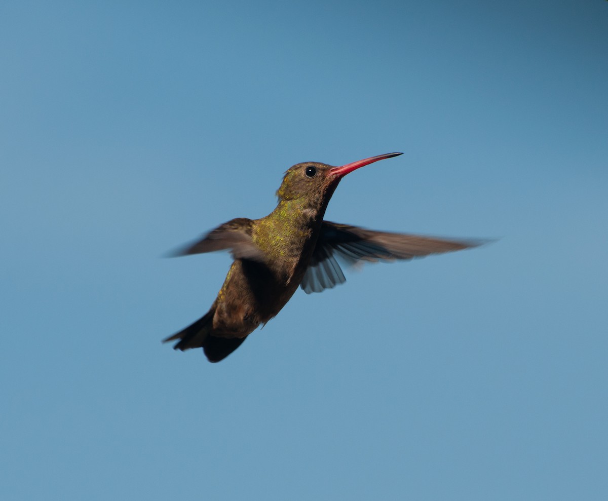 gyllenkolibri - ML620387698