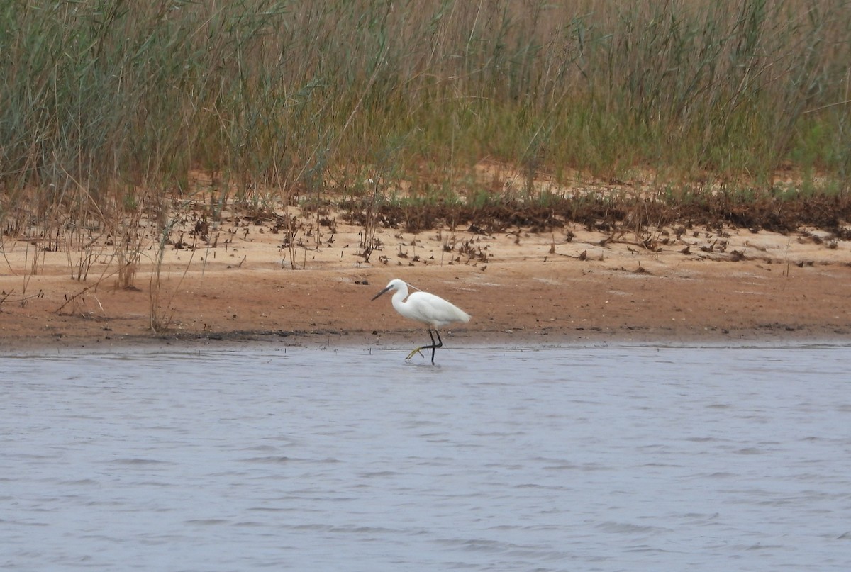 Little Egret - ML620387701