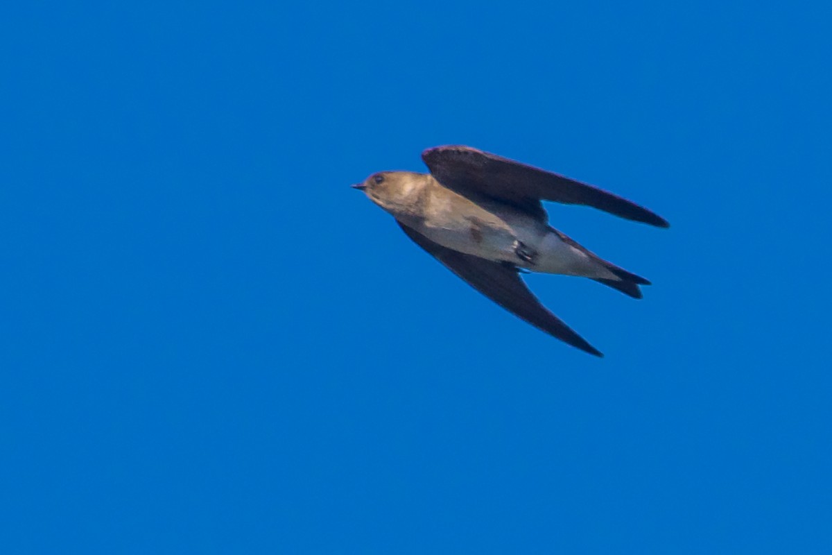 Northern Rough-winged Swallow - ML620387756