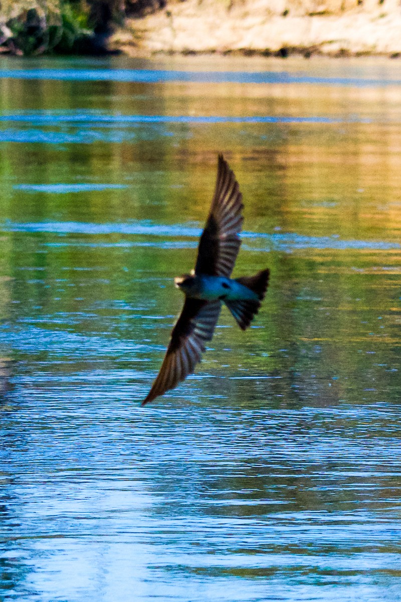 Northern Rough-winged Swallow - ML620387757