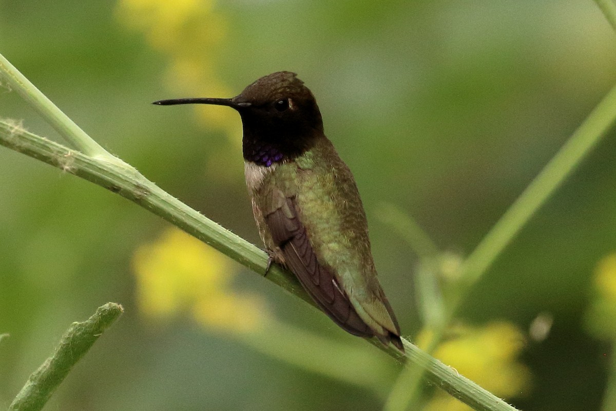 Black-chinned Hummingbird - ML620387758