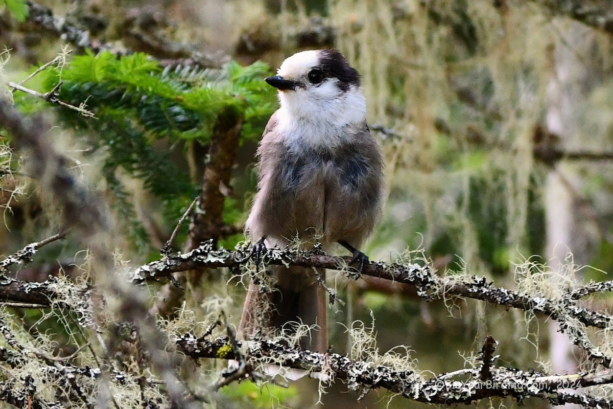 Canada Jay - ML620387776