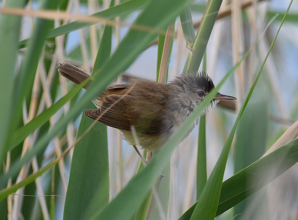 Common Reed Warbler - ML620387779