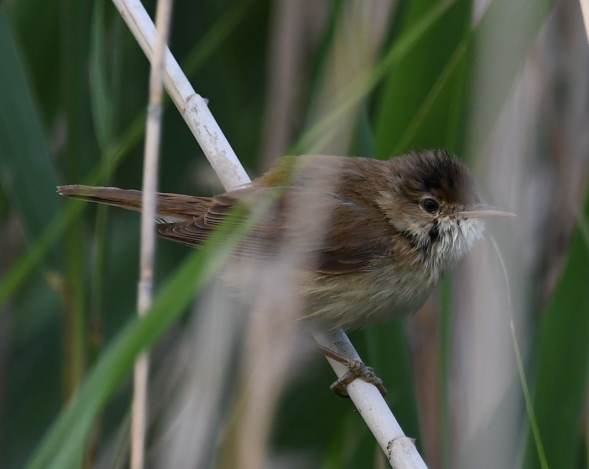 Common Reed Warbler - ML620387780