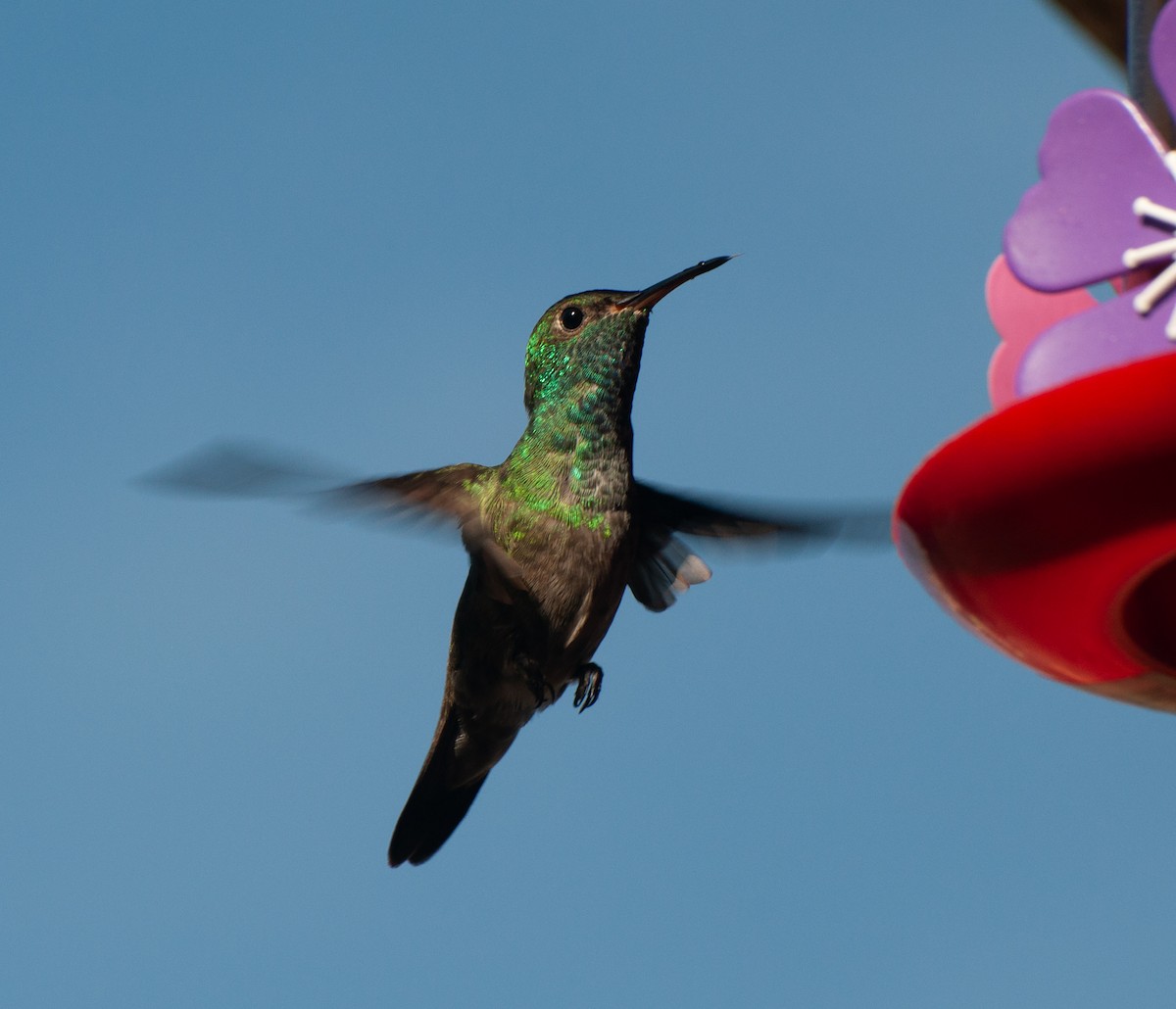 kolibřík pestrý [skupina versicolor] - ML620387785