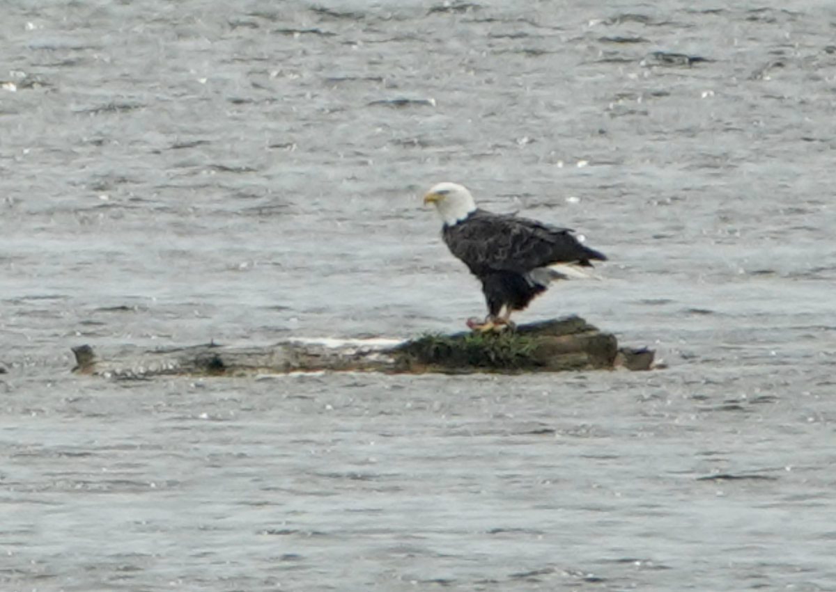 Bald Eagle - ML620387790