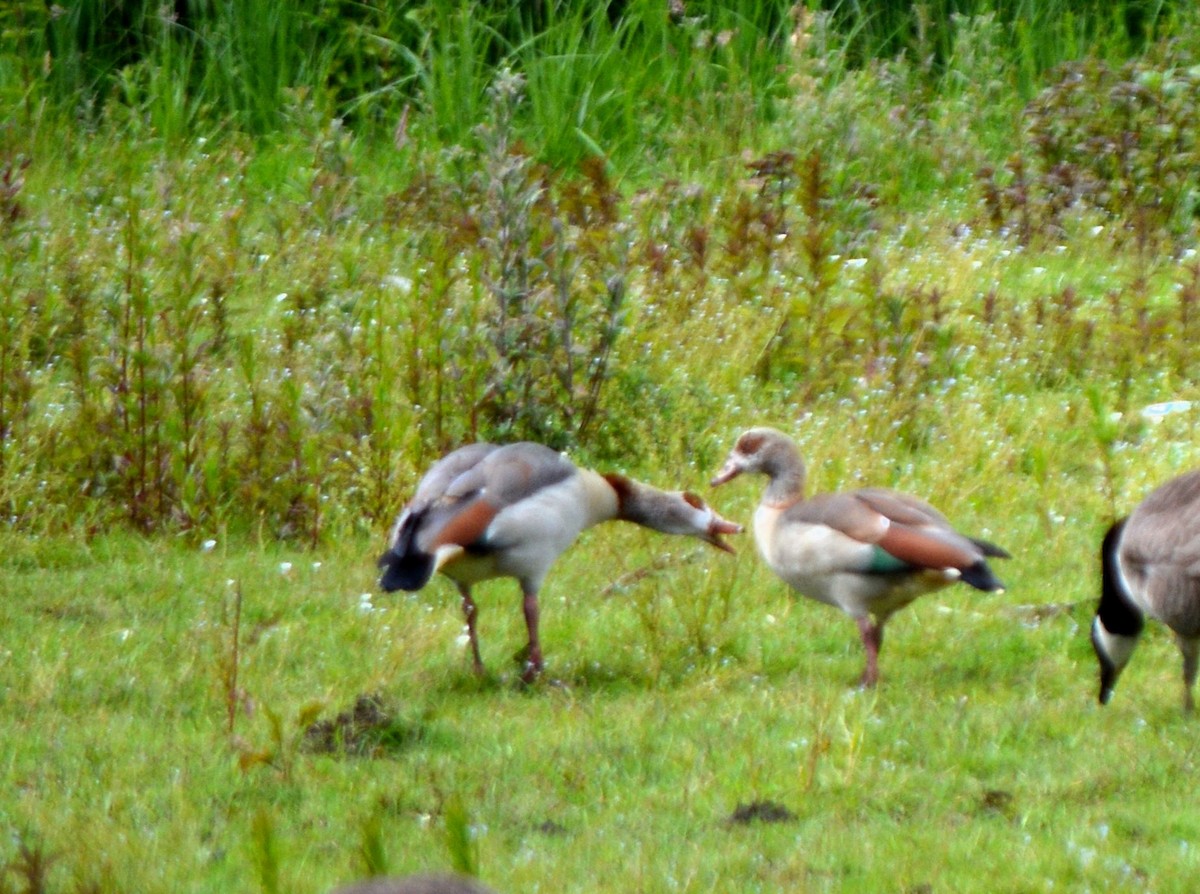 Nilgans - ML620387797