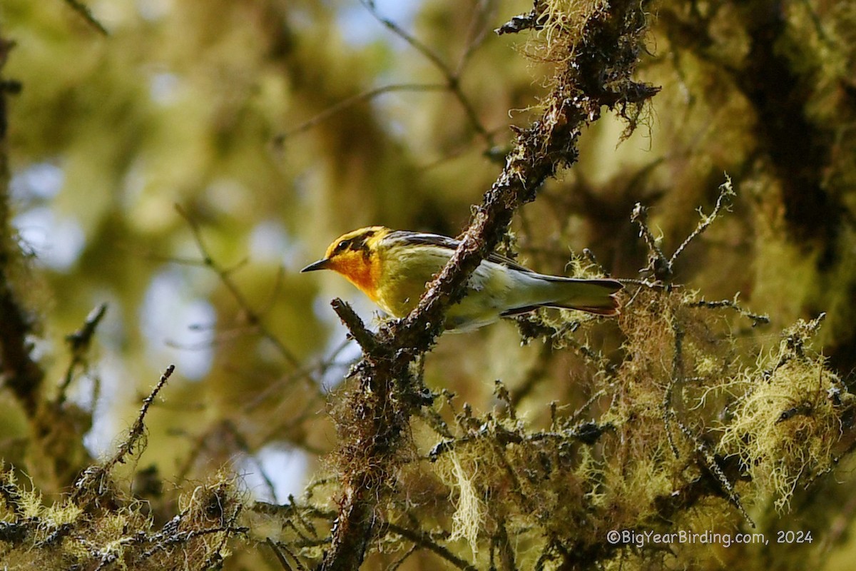 Blackburnian Warbler - ML620387800