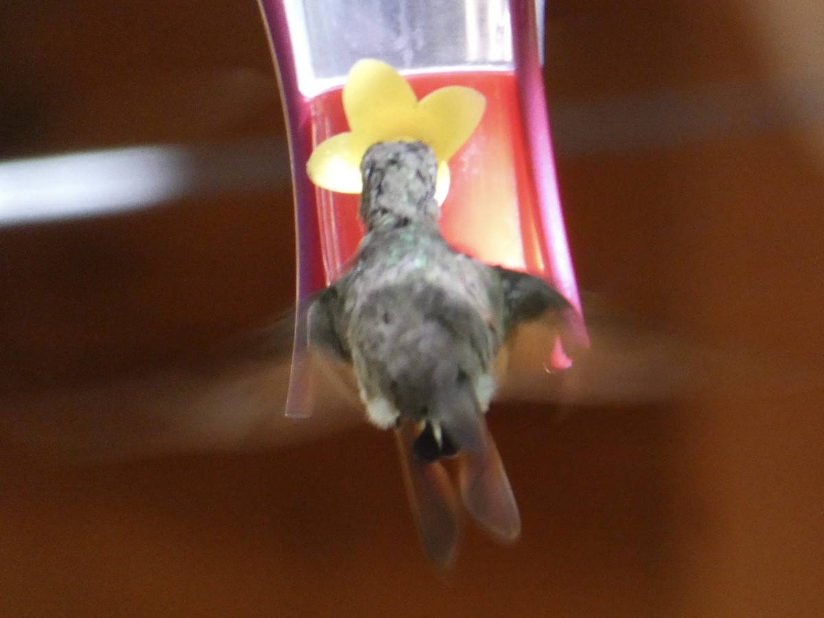 kolibřík mexický - ML620387804