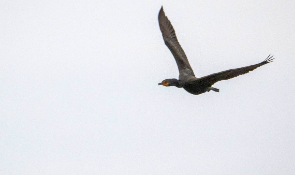 Double-crested Cormorant - ML620387819