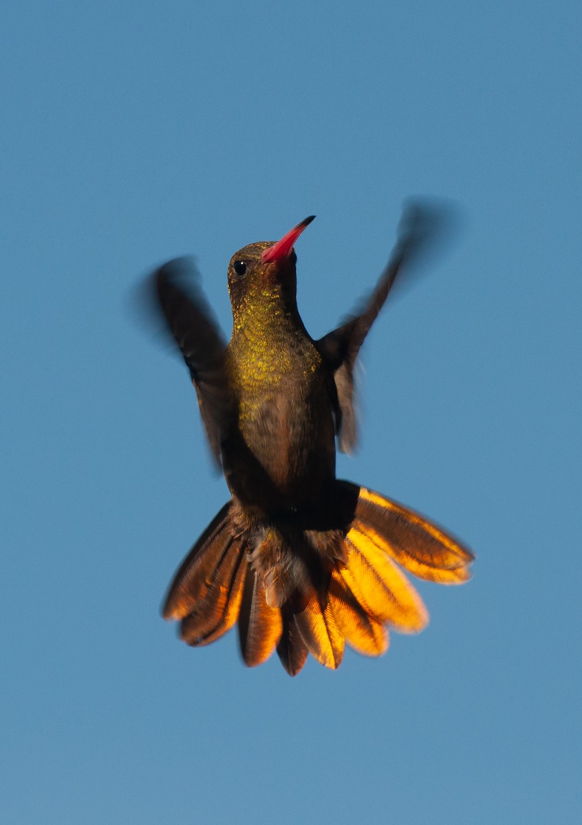 kolibřík zlacený - ML620387821