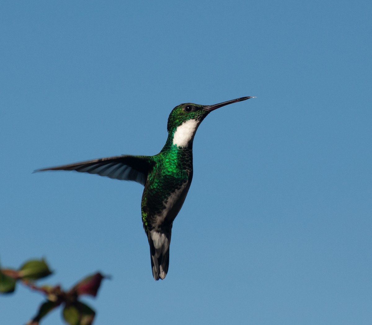 White-throated Hummingbird - ML620387826