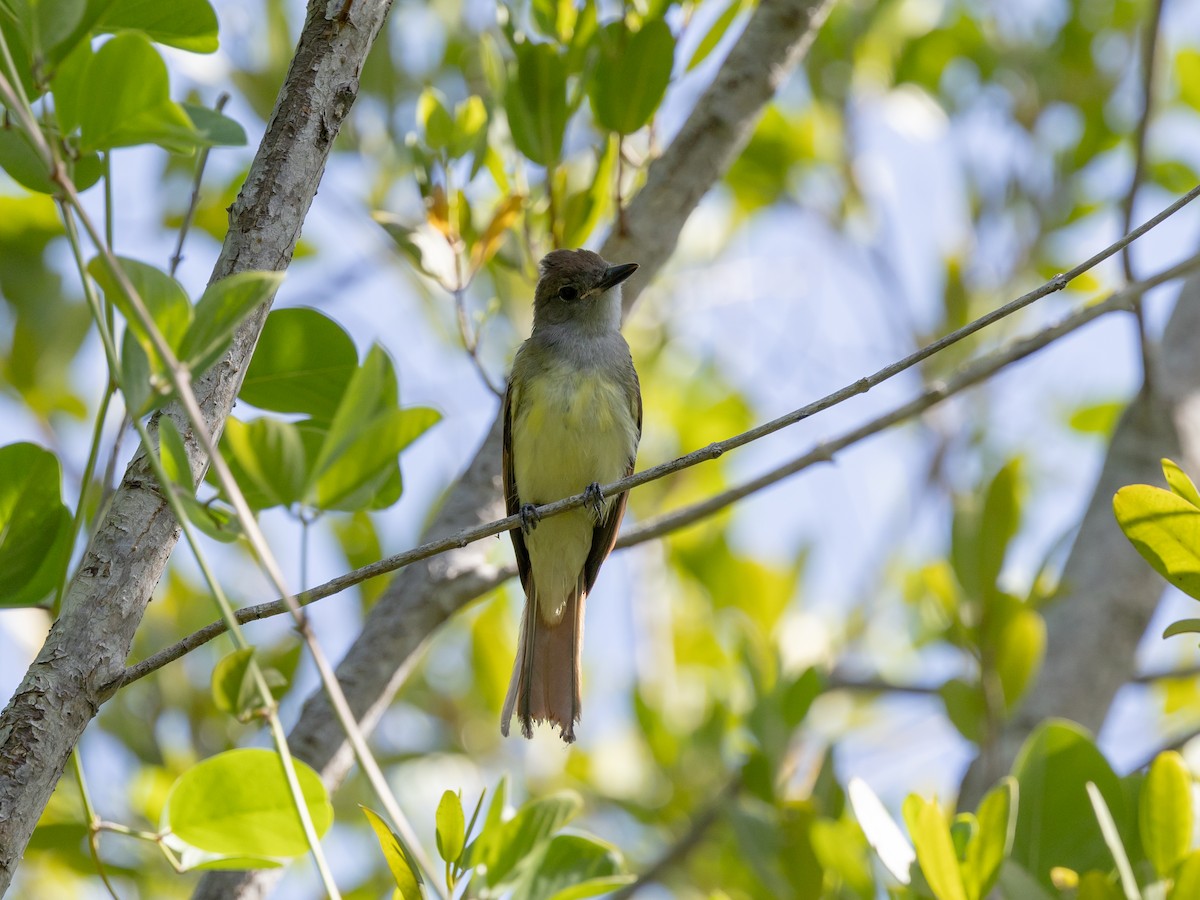 Great Crested Flycatcher - ML620387831
