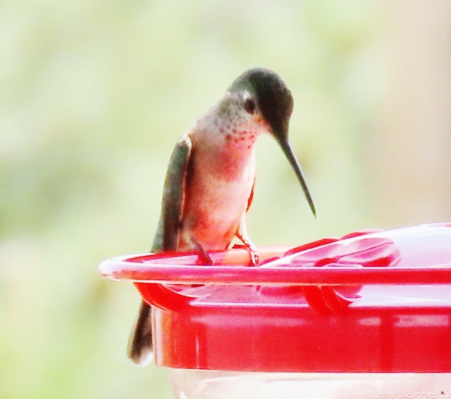 Broad-tailed Hummingbird - ML620387838