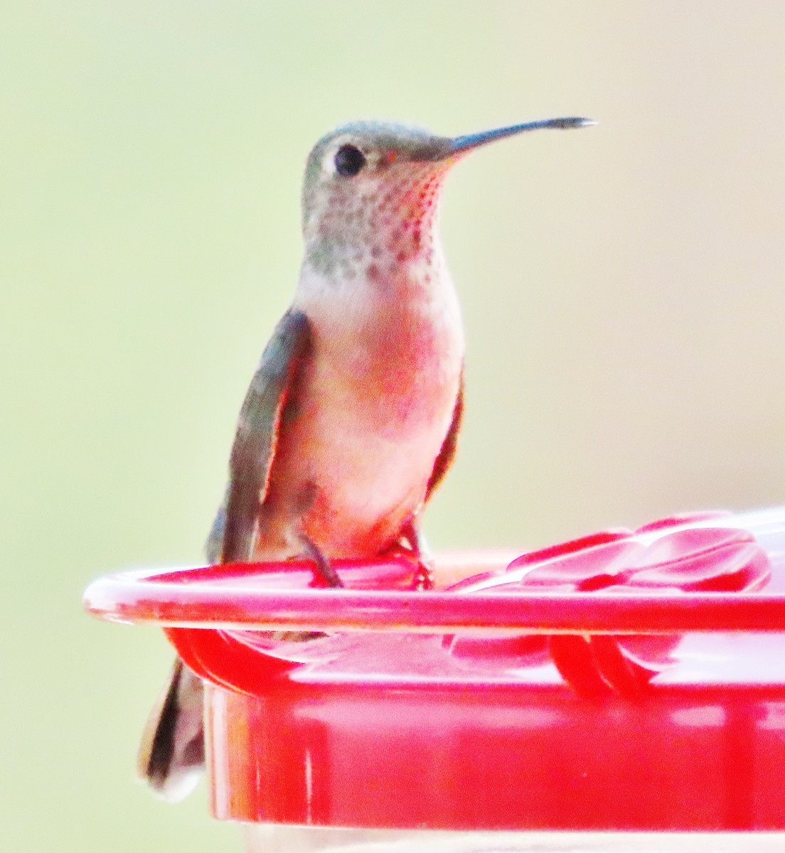 Broad-tailed Hummingbird - ML620387840