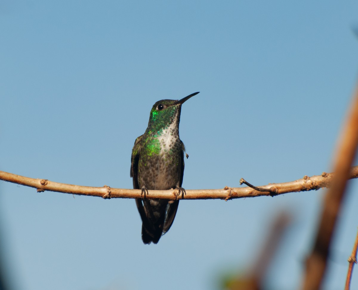 kolibřík pestrý [skupina versicolor] - ML620387844