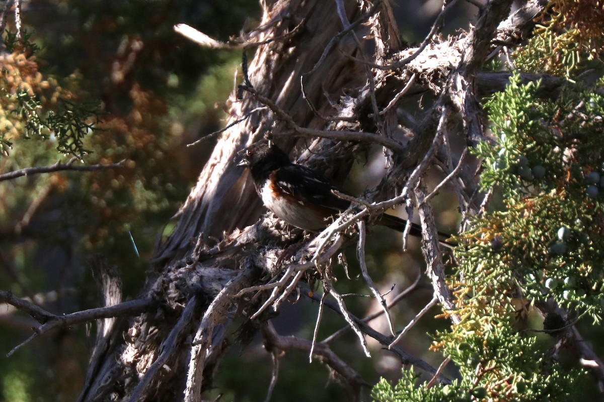 Spotted Towhee - ML620387848
