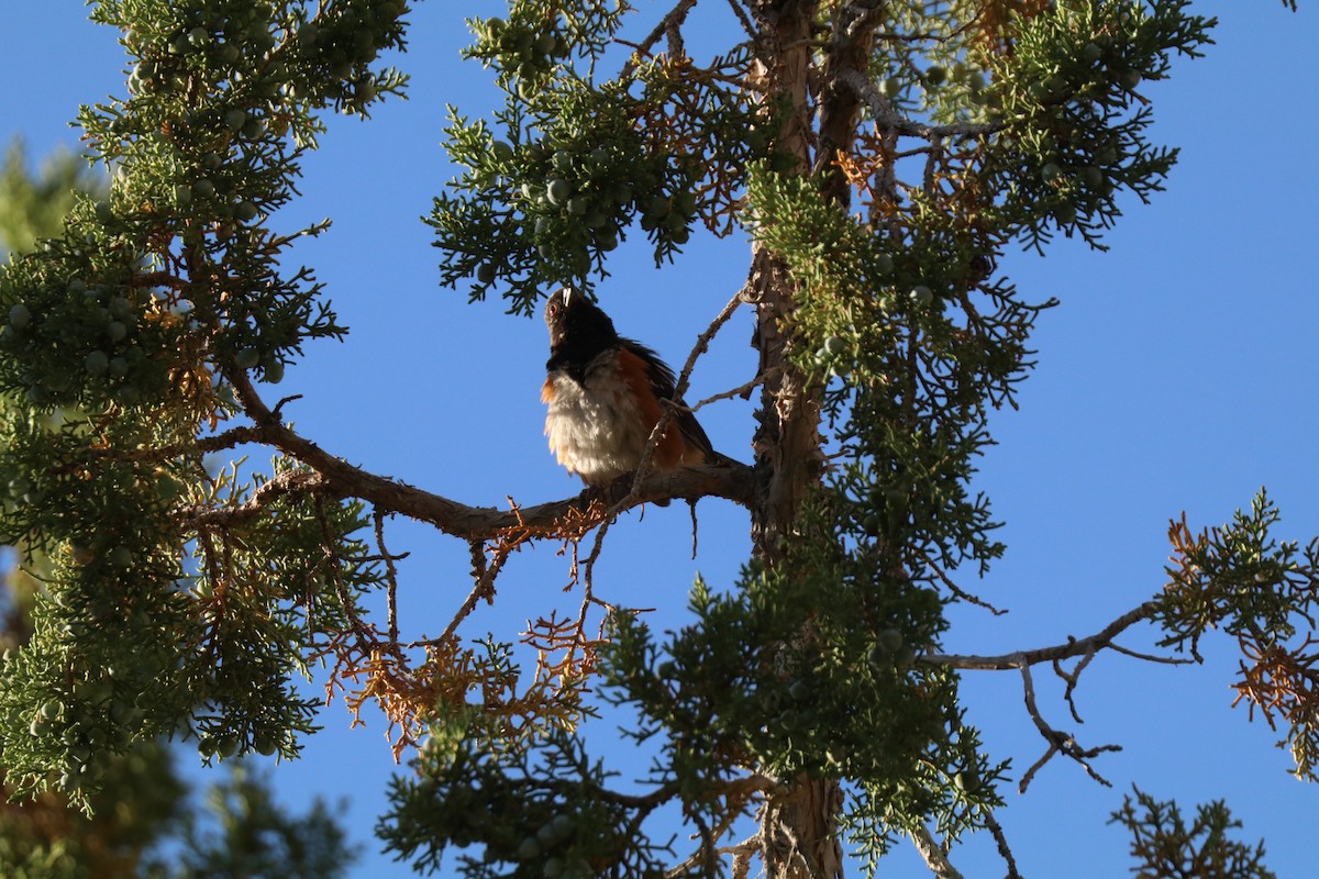 Spotted Towhee - ML620387850