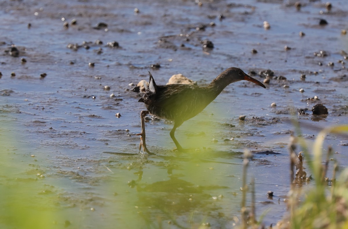 Clapper Rail - ML620387854