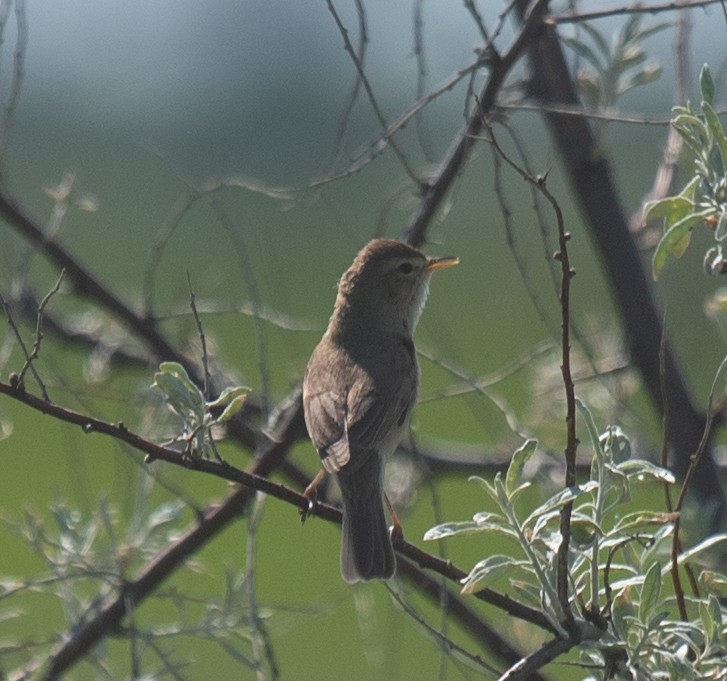 Booted Warbler - ML620387857