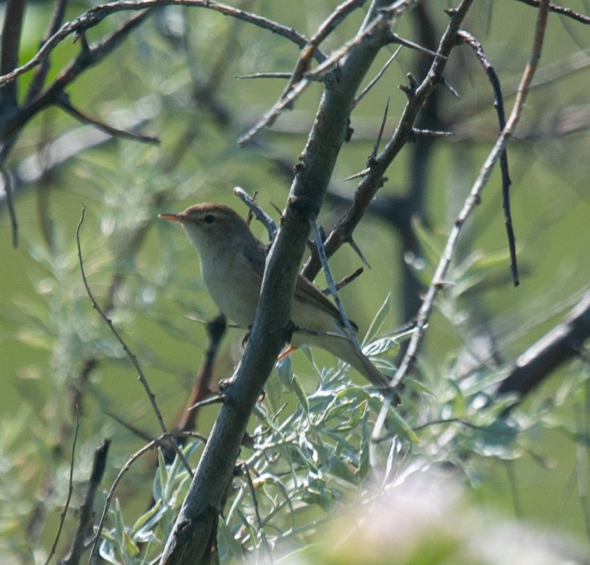 Booted Warbler - ML620387861