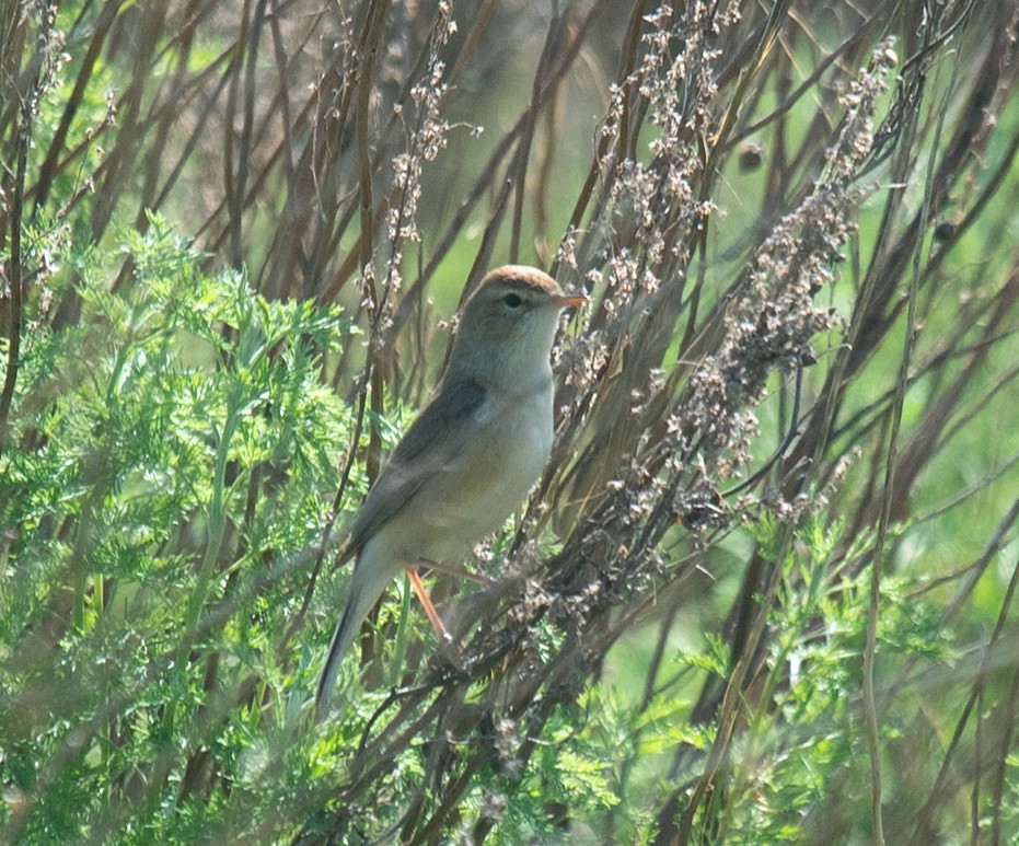 Booted Warbler - ML620387862