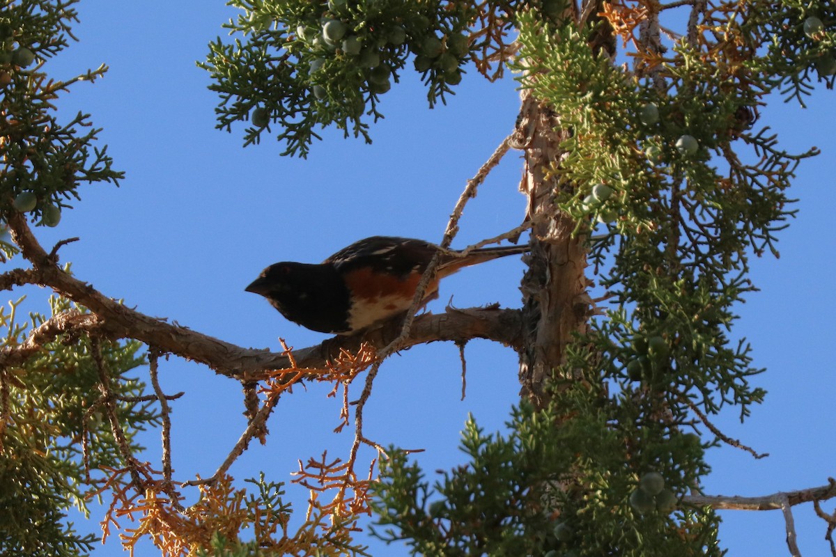 Spotted Towhee - ML620387865