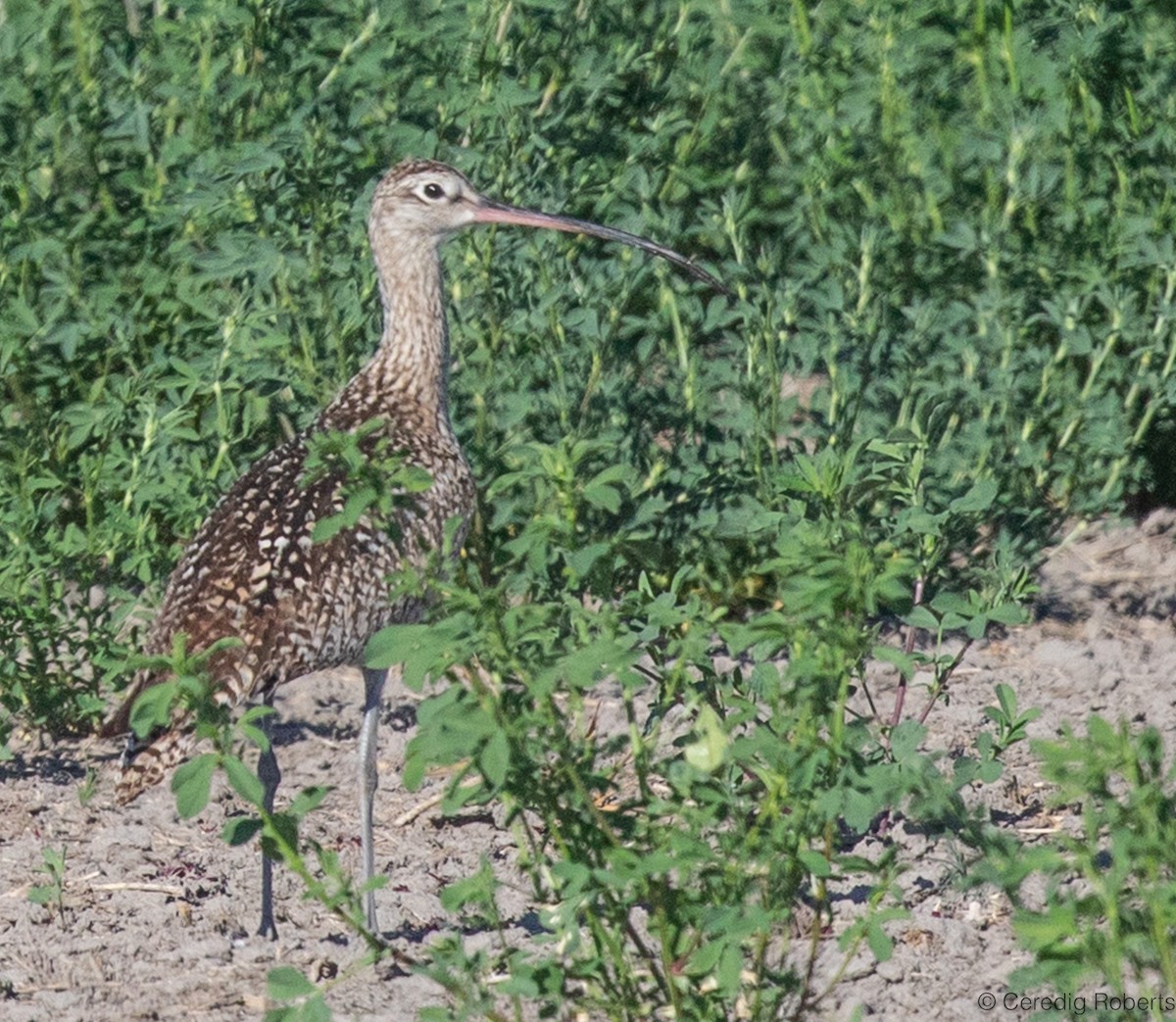 Long-billed Curlew - ML620387870