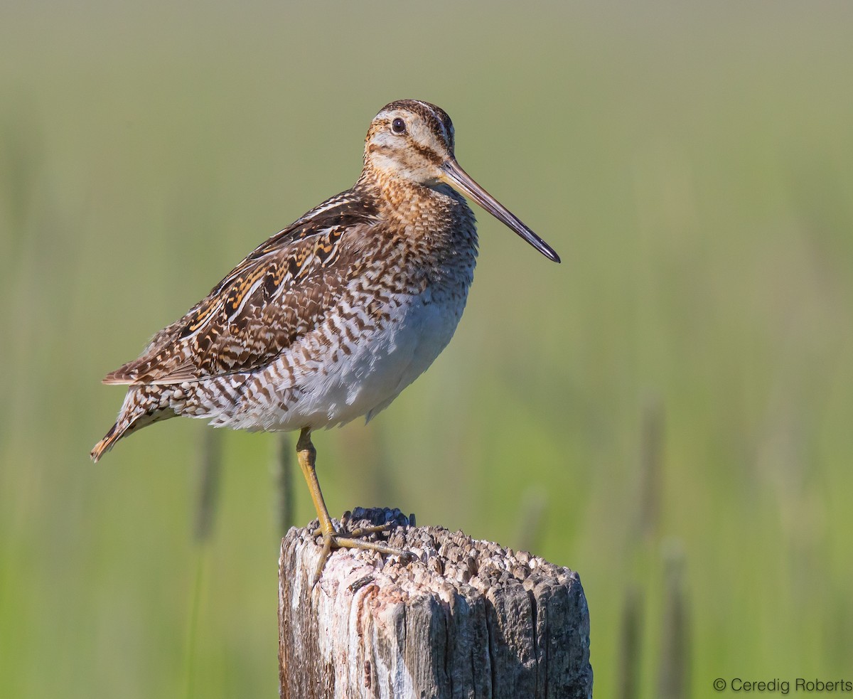 Wilson's Snipe - ML620387880