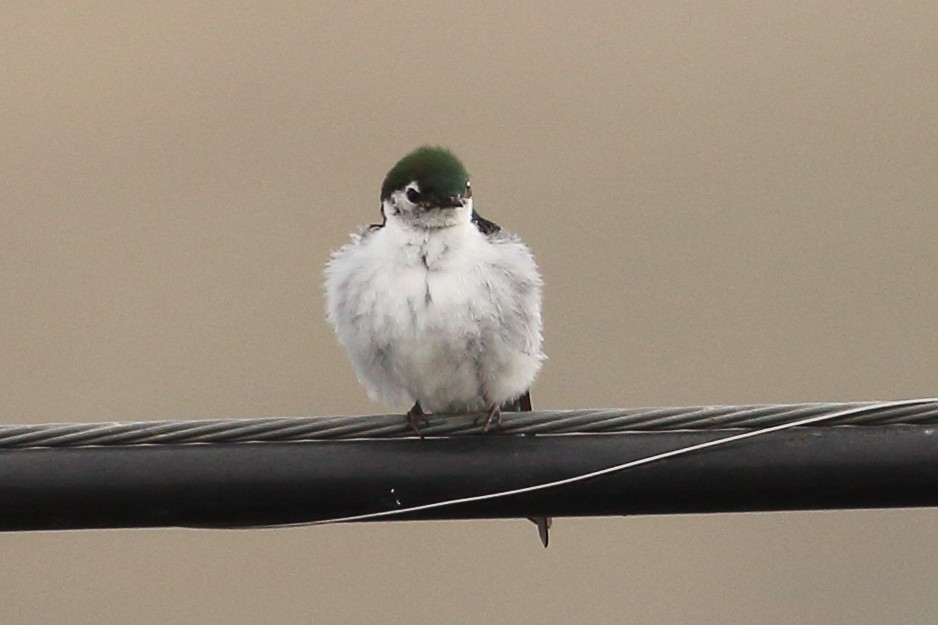 Violet-green Swallow - ML620387881