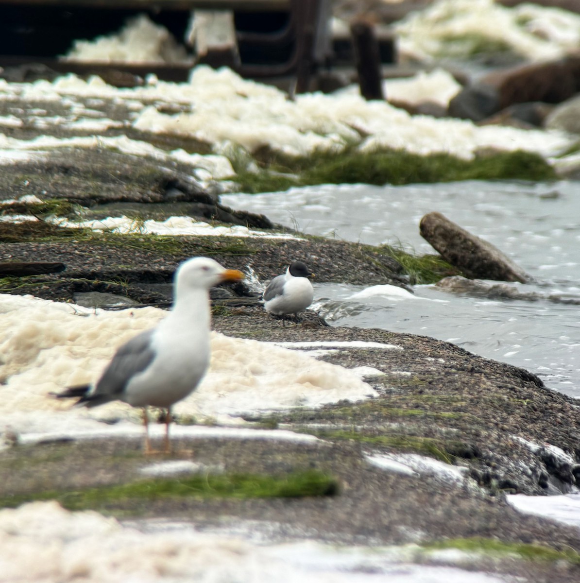 Sabine's Gull - ML620387902