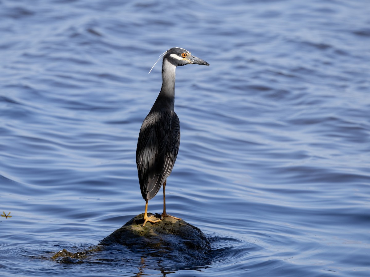 Yellow-crowned Night Heron - ML620387916