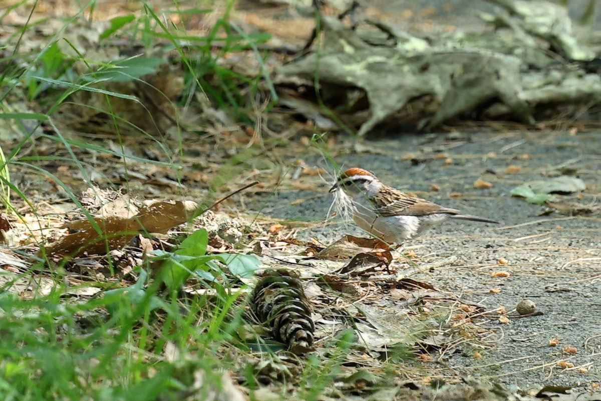 Chipping Sparrow - ML620387933