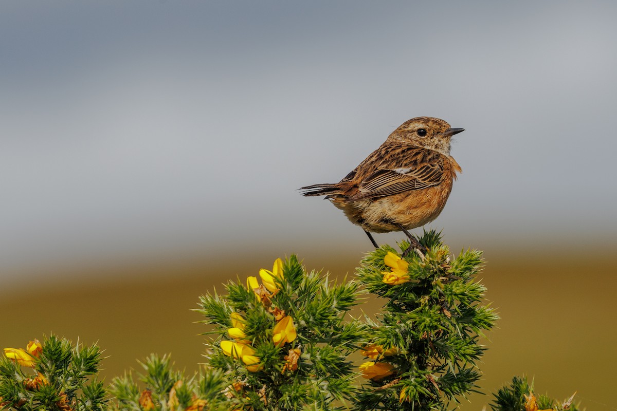 European Stonechat - ML620387944