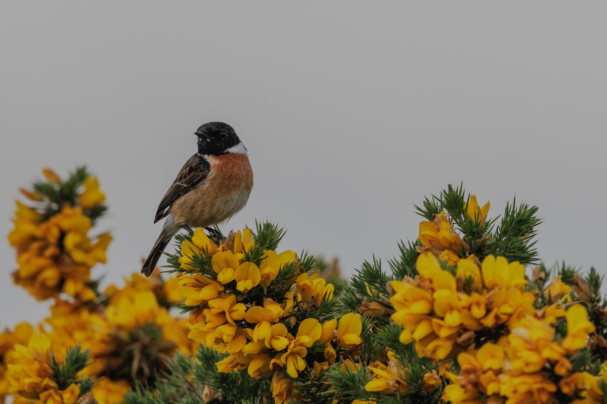 European Stonechat - ML620387945